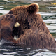 Image for article titled Terrifying photos reveal first ever evidence of bears using tools